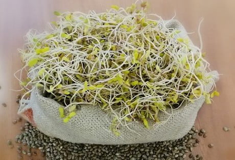 Семя марихуаны пророщенное встроенный тор браузер hydra