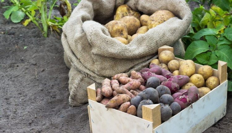 Сорта картофеля для Сумской области