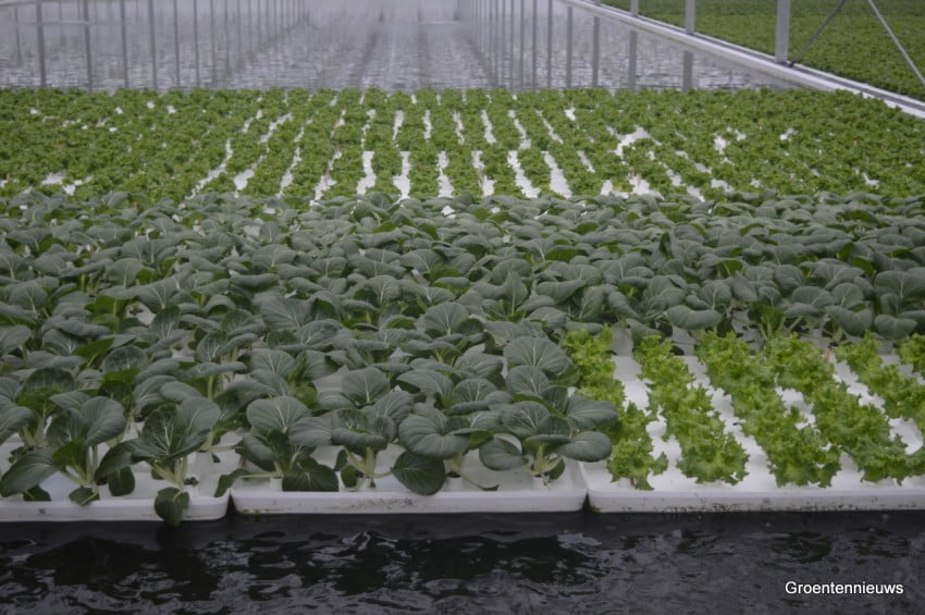 Голландские технологии выращивания салата
