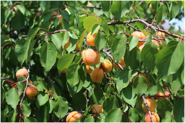 Таджикский сорт абрикоса \