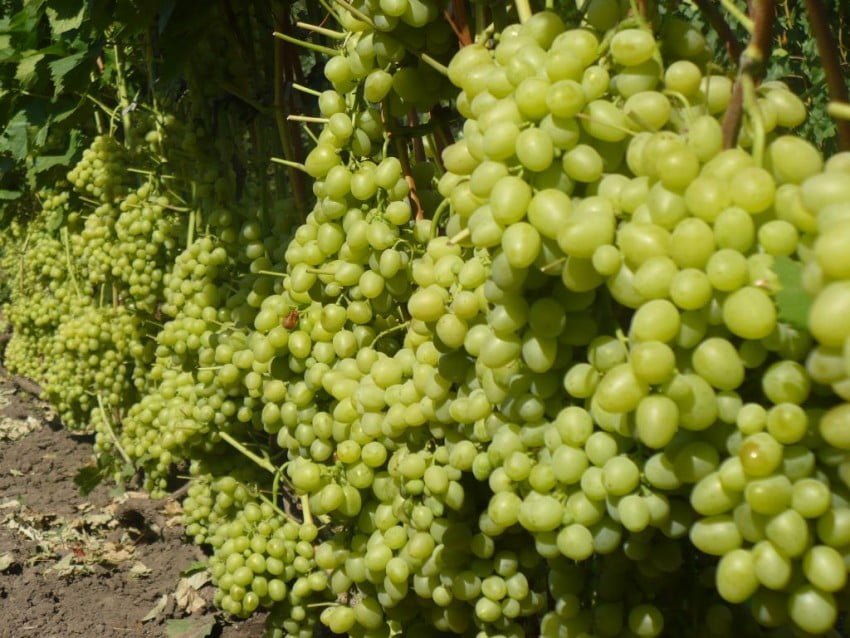 Урожай столовых сортов винограда в Грузии будет распродан за 1,5 месяца -мнение • EastFruit
