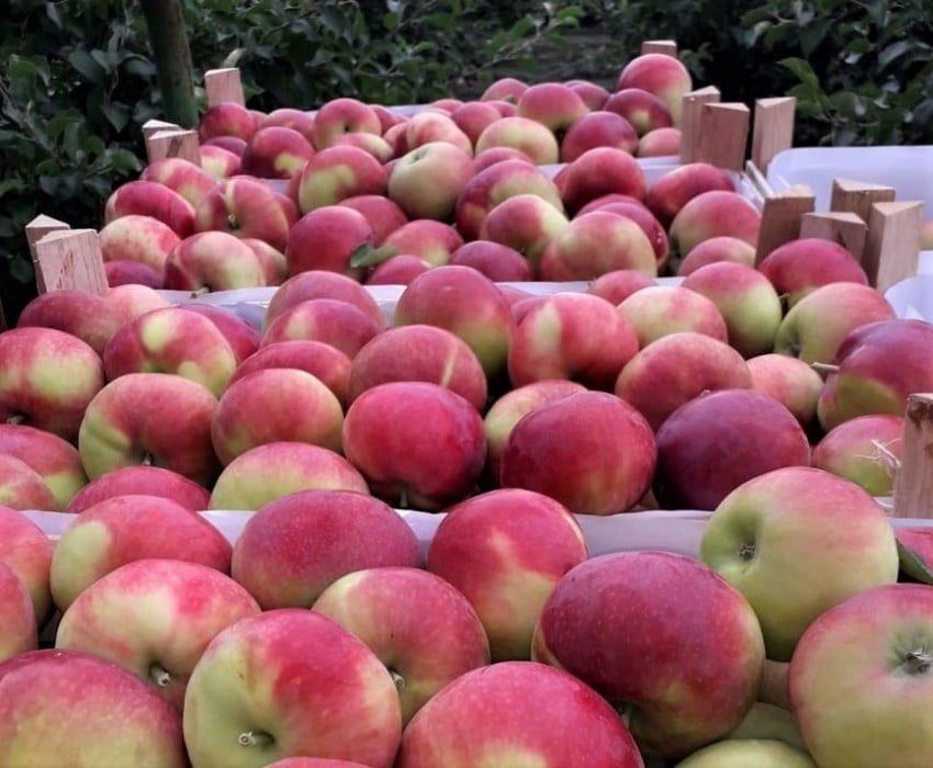 Яблоки Молдавские Сорта С Фото