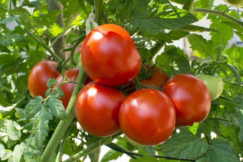 Kto obniżył ceny pomidorów szklarniowych w Polsce?  • Drożdże