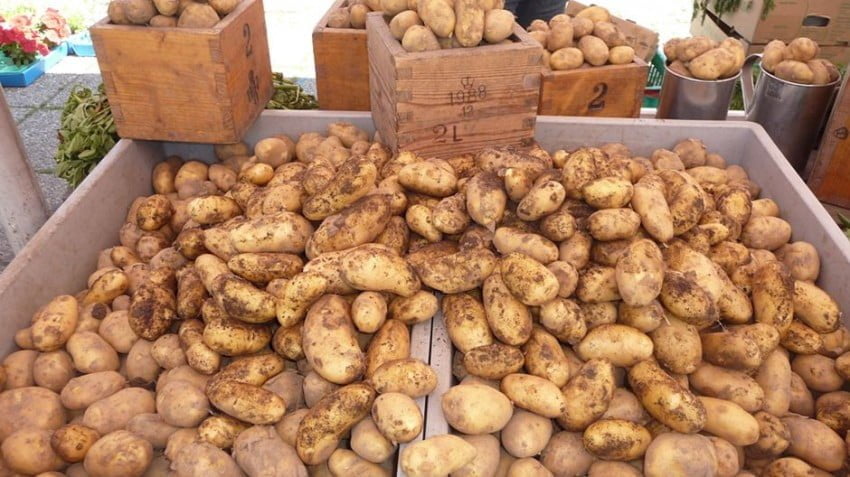 Картофель в Молдове уже дороже яблок - картофелеводы планируют .
