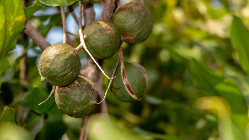 macadamia-is-the-fastest-growing-nut-crop-in-the-world-eastfruit