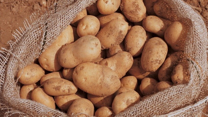 Белорусские сорта картофеля попробуют вырастить в Приморском крае (РФ) •EastFruit
