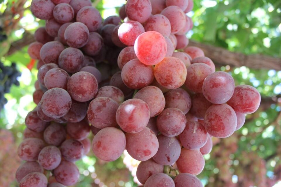 Рейтинг популярности сортов столового винограда Узбекистана – это приговордля отрасли • EastFruit