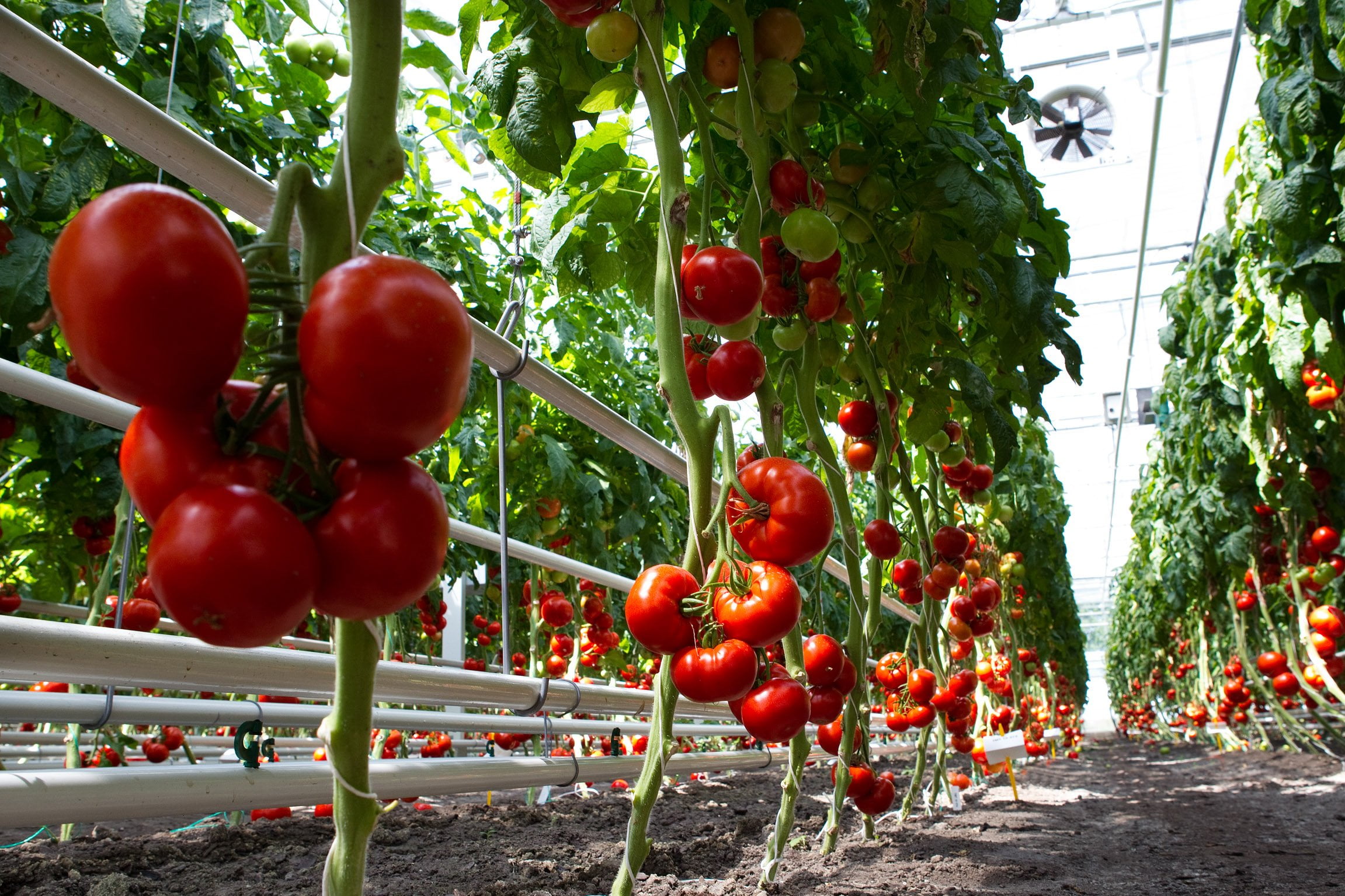 Spadają ceny pomidorów szklarniowych w Polsce • Drożdże