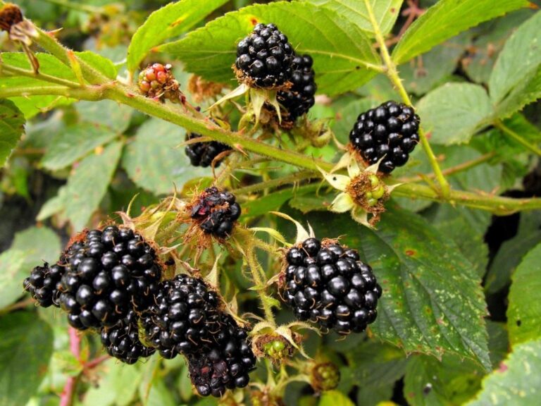 Western Georgia interested in the commercial production of blackberries ...