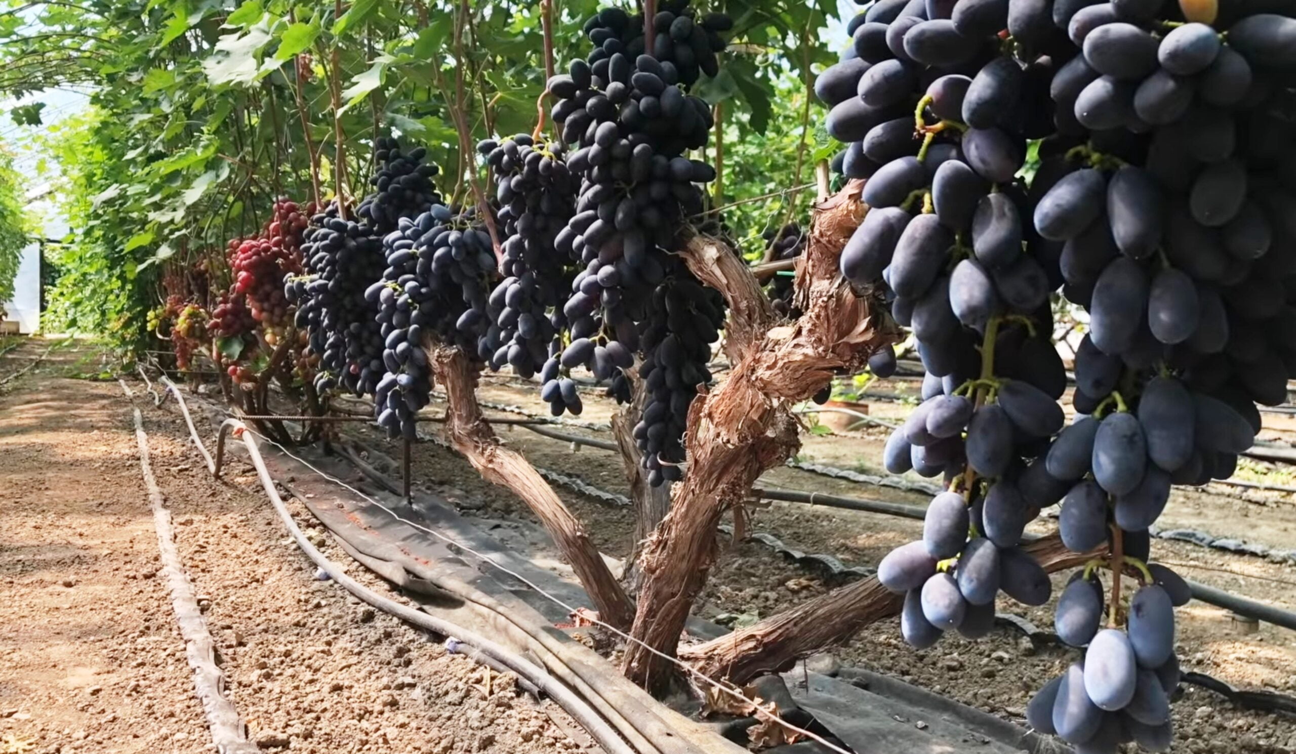 В Узбекистане успешно внедряют тепличные технологии выращивания винограда •EastFruit