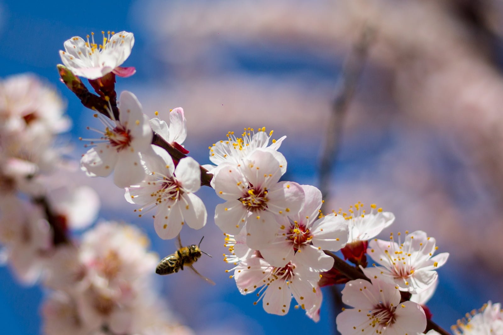 Uzbekistan and Tajikistan may lose entire crops of apricots and ...