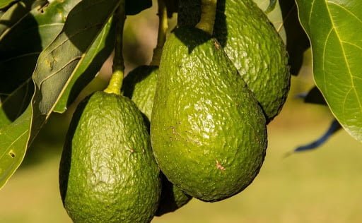 Avocado mania reaches Georgia - the first commercial avocado farm is  established • EastFruit