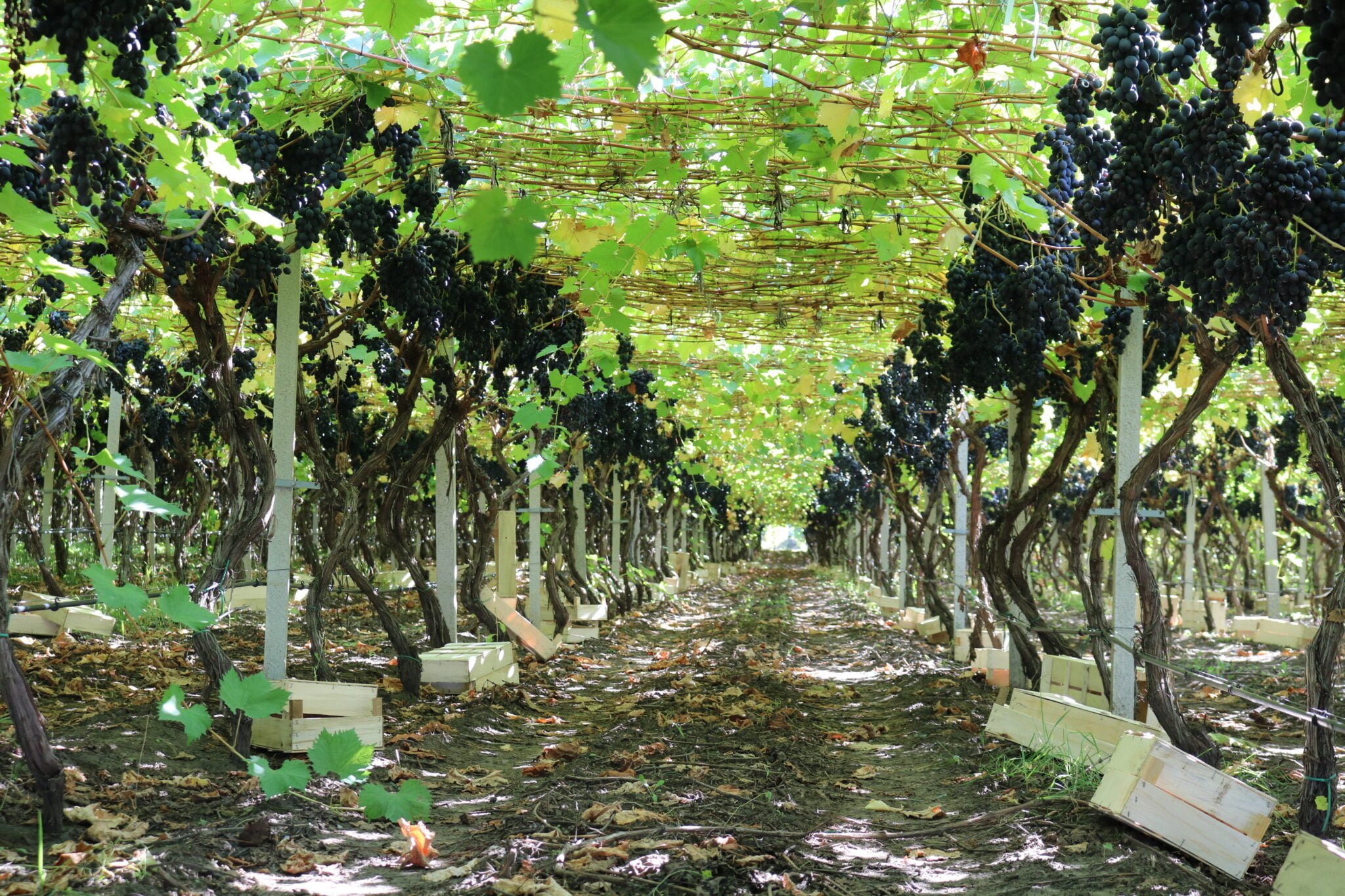 Growing table grapes with Pergola technology is popular in