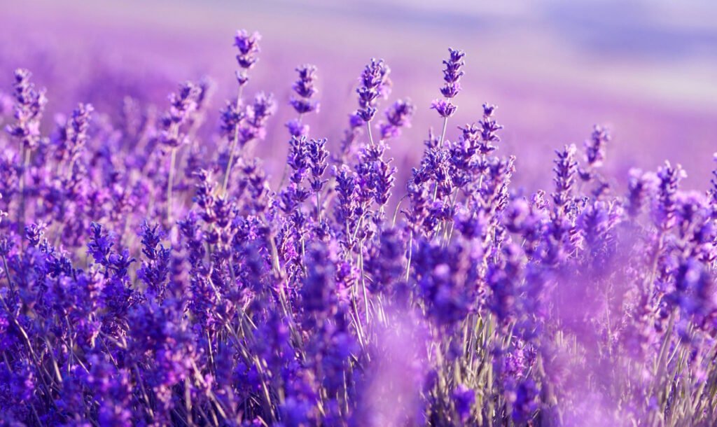 Interest in lavender production is just emerging in Ukraine and will  further increase - opinion • EastFruit