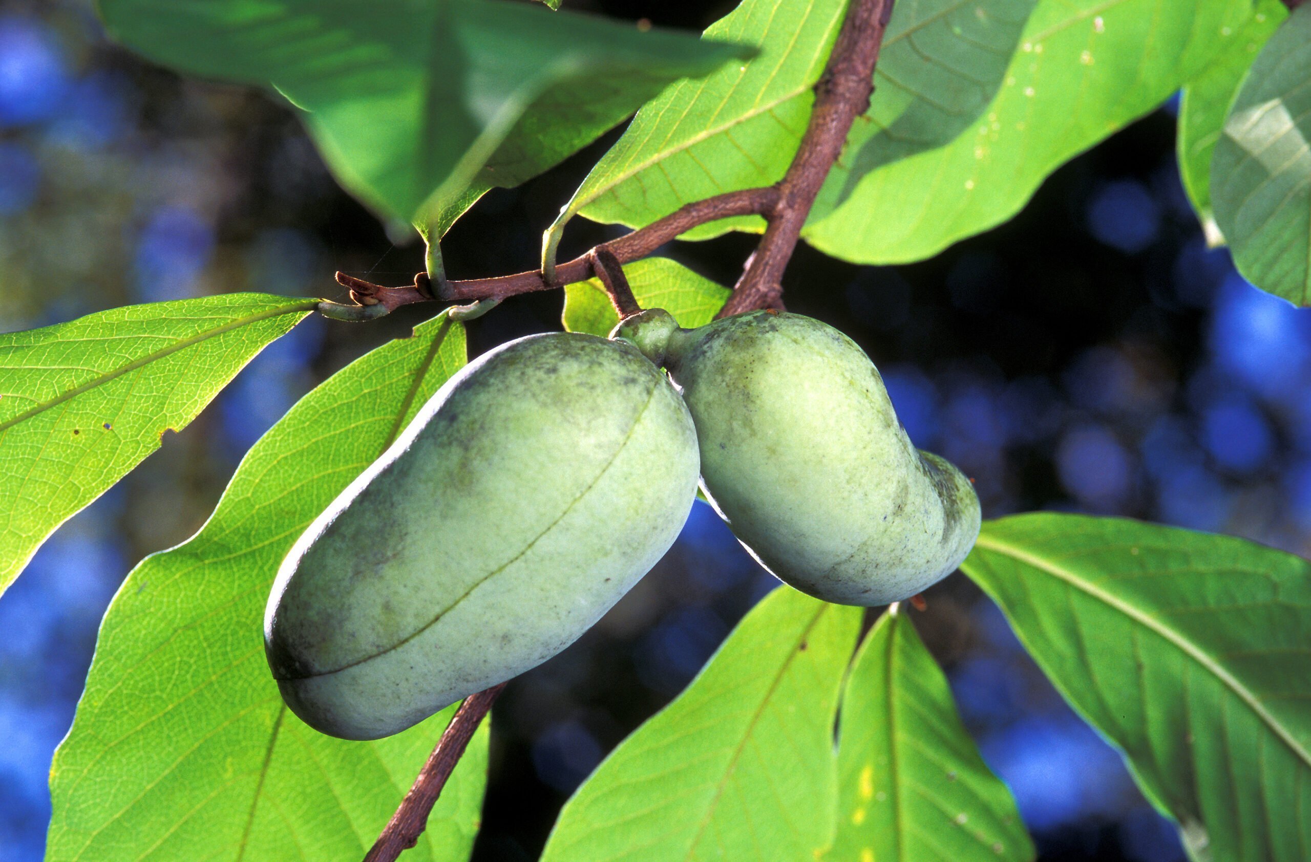 Экзотическая азимина – перспективно ли коммерческое выращивание? • EastFruit