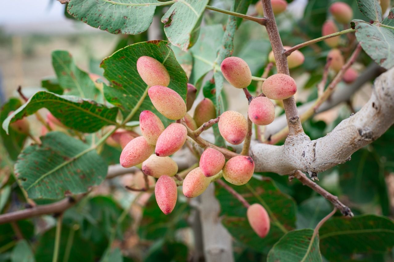 First harvest of pistachios from a commercial orchard is expected in ...