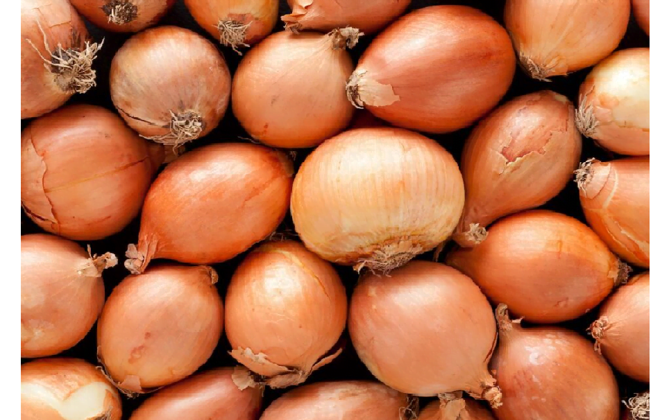 Why are onions expensive in Moldova and why will prices remain high? • EastFruit