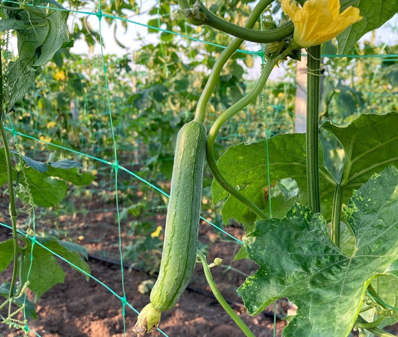 Luffa Luffa Gourd