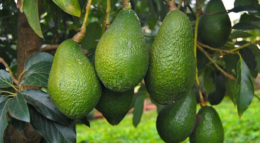 Avocado imports to Georgia are growing rapidly - is there an opportunity  for import substitution for local producers? • EastFruit