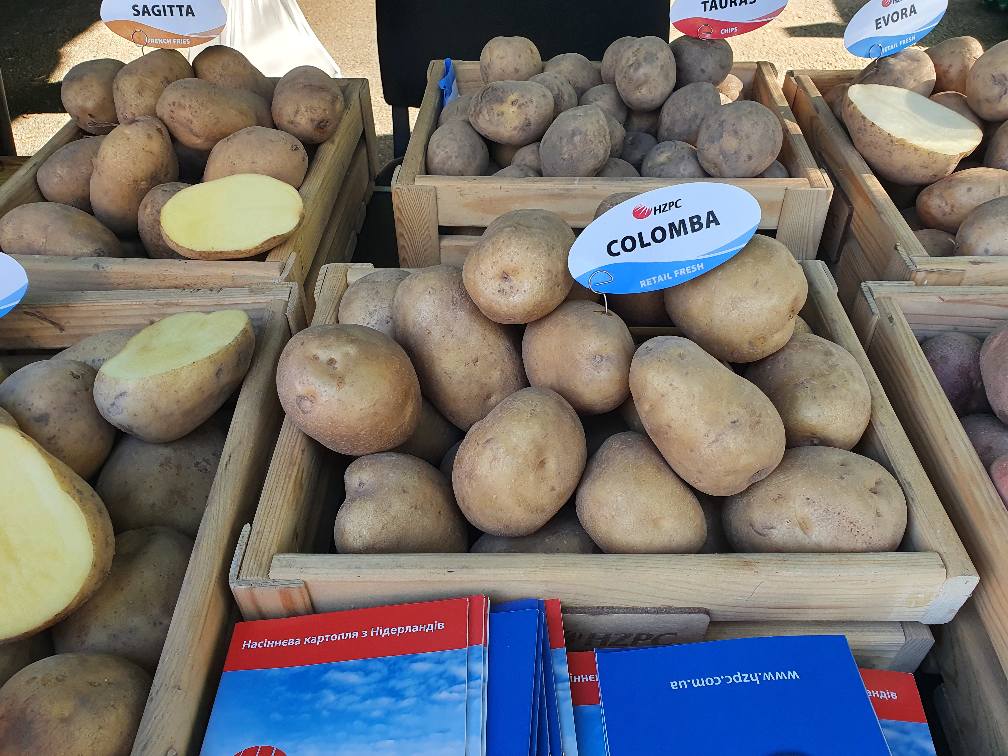 Интерес к качественному семенному картофелю в Украине постепенно растет -Игорь Чечитко • EastFruit