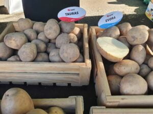Интерес к качественному семенному картофелю в Украине постепенно растет -Игорь Чечитко • EastFruit