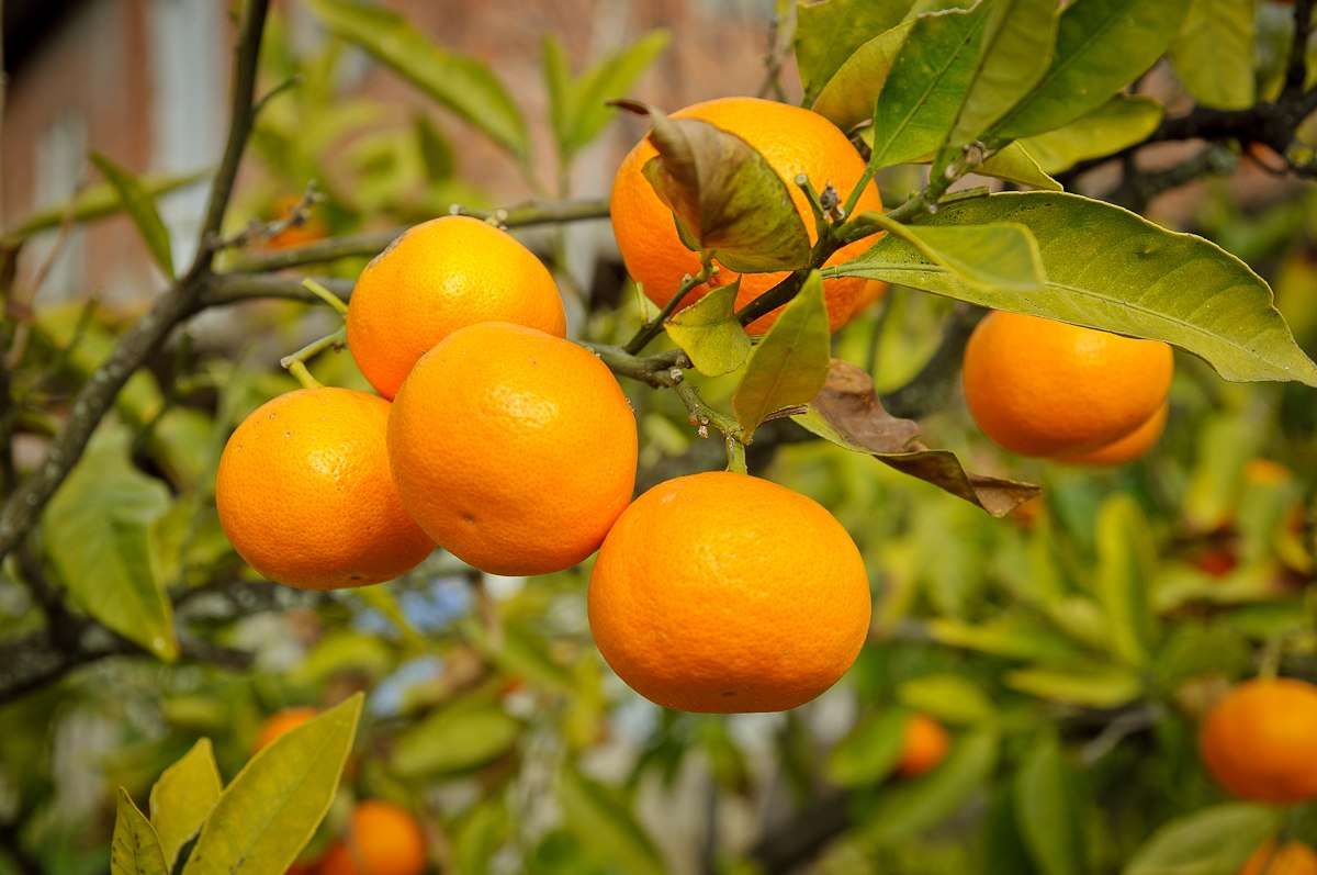 2022 mandarin season in assessments at the beginning of the season • EastFruit
