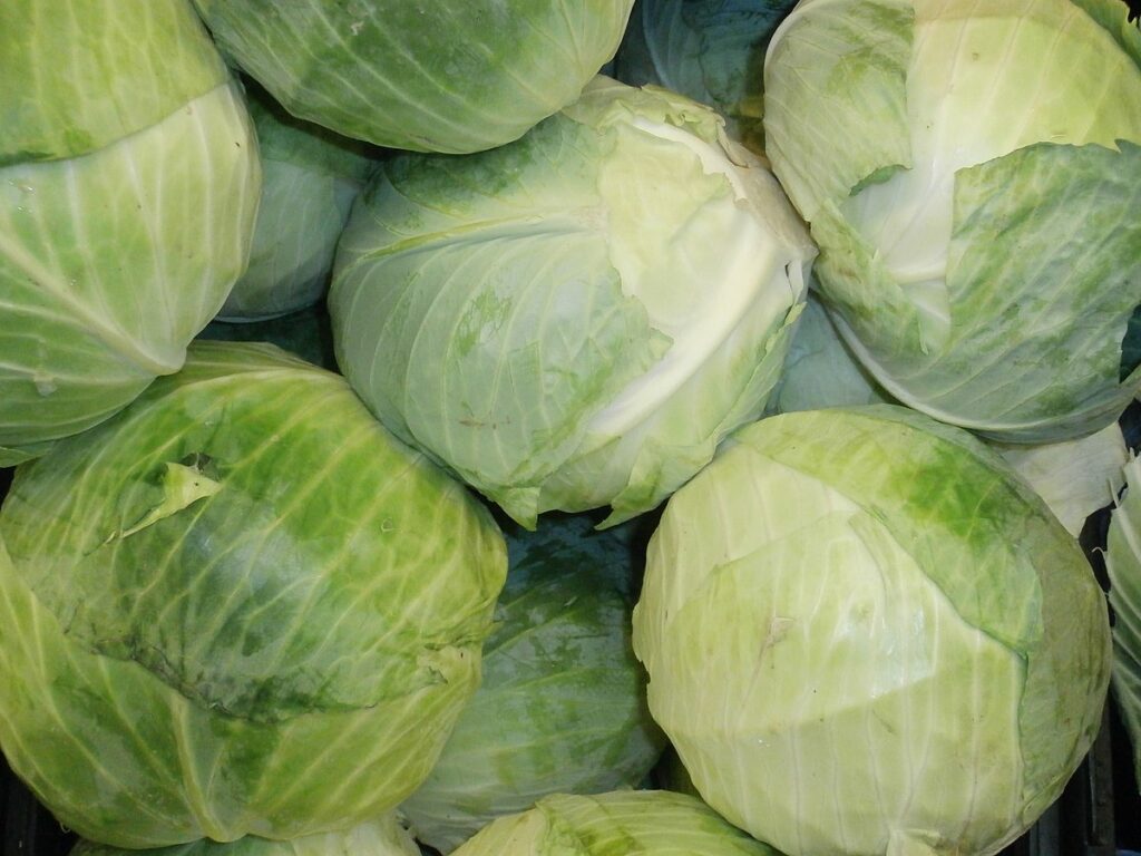 Russia faces a severe shortage of cabbage prices are breaking records