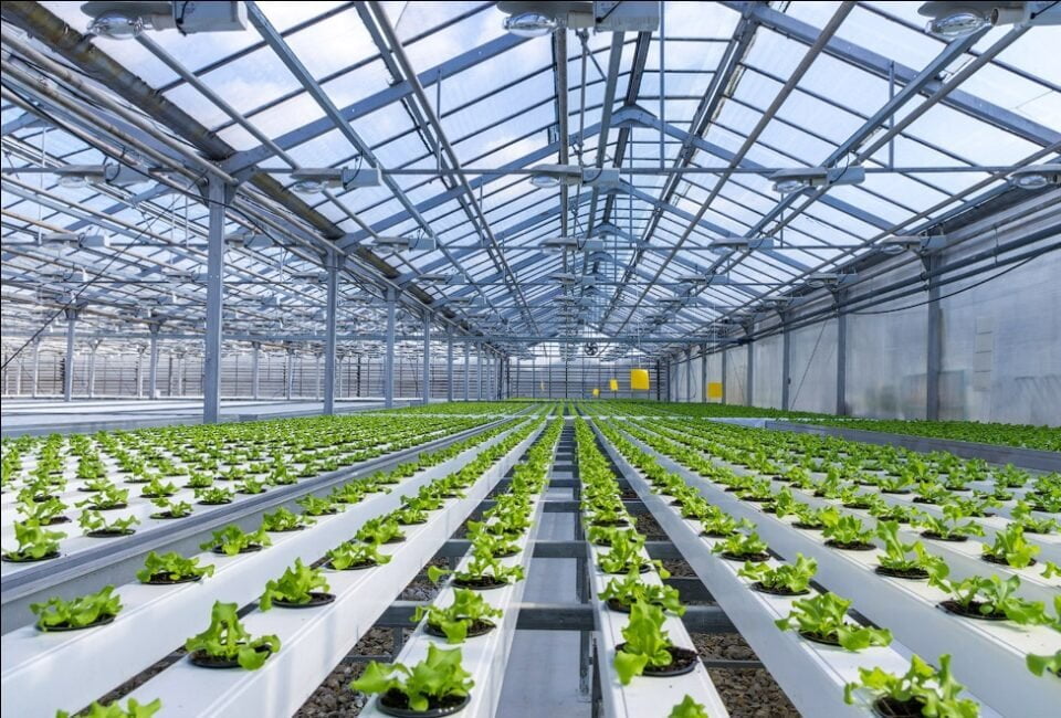 Uzbekistan: around 400 modern greenhouses were built in 2021 • EastFruit