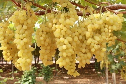 Boas previsões para a época das uvas de mesa em França, Itália, Portugal e Espanha • Levedura