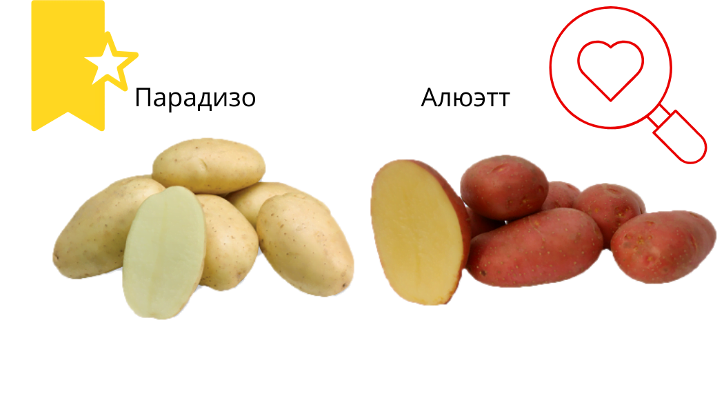 Самые урожайные сорта картофеля. Список сортов картофеля