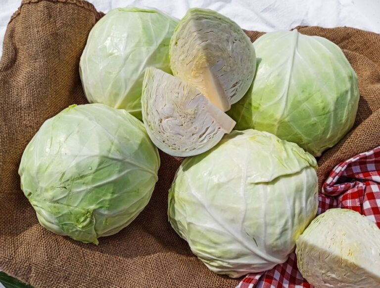 Oversupply puts pressure on European cabbage prices • EastFruit