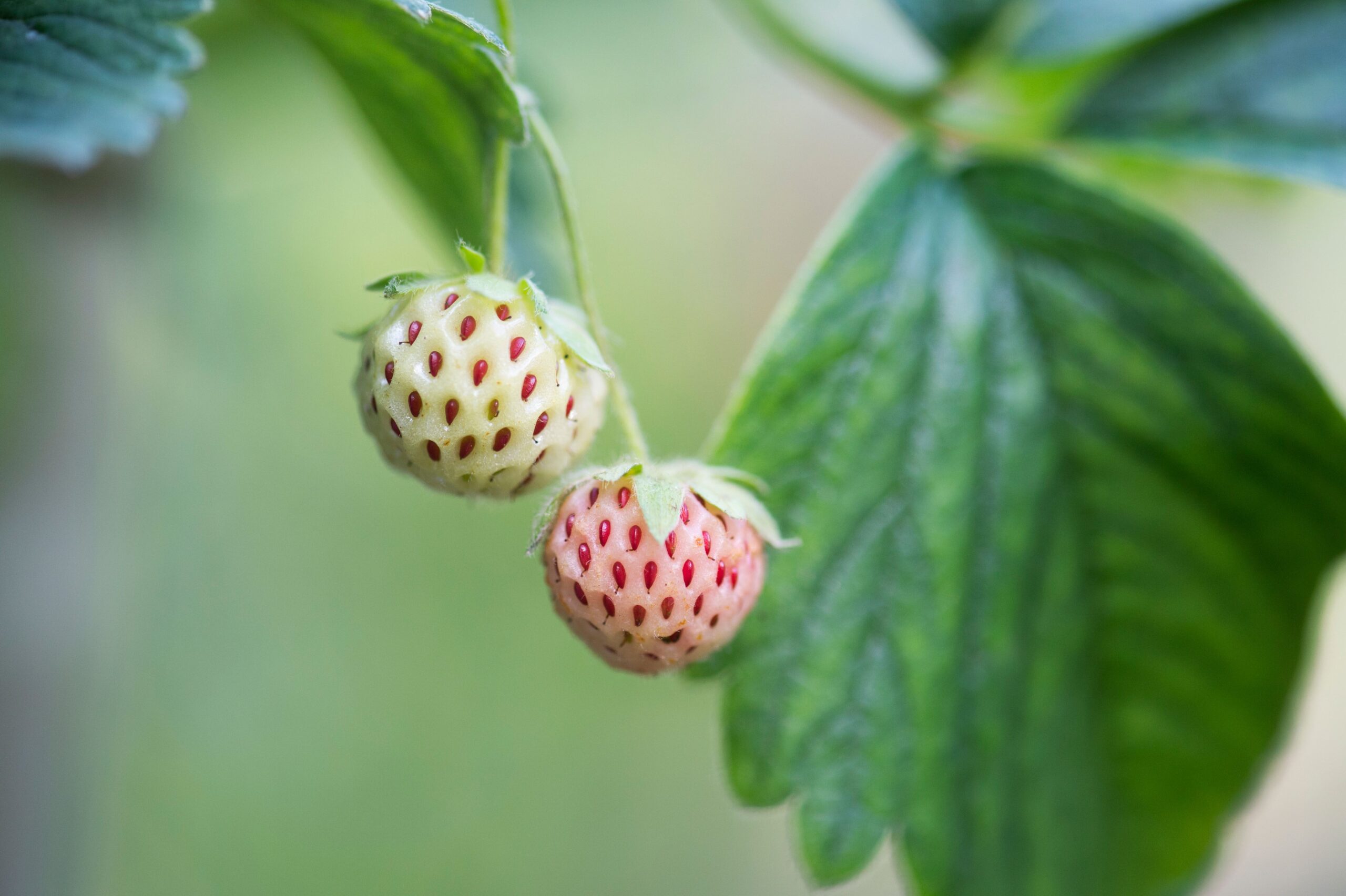 В Чили может исчезнуть уникальная белая клубника • EastFruit