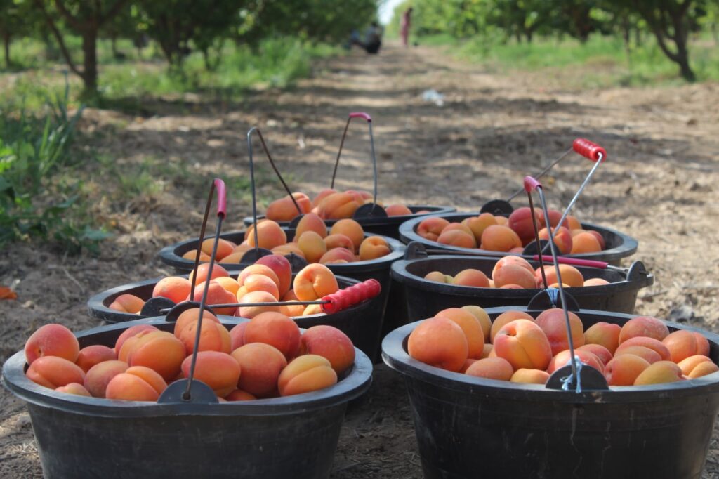 Узбекистан: из южных регионов начался экспорт абрикоса нового урожая (фото)• EastFruit