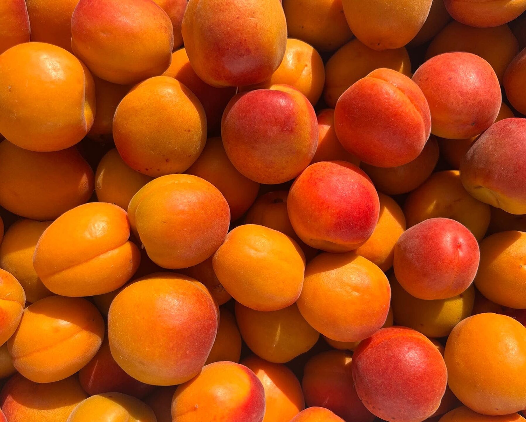 Italian apricots available for one more month • EastFruit