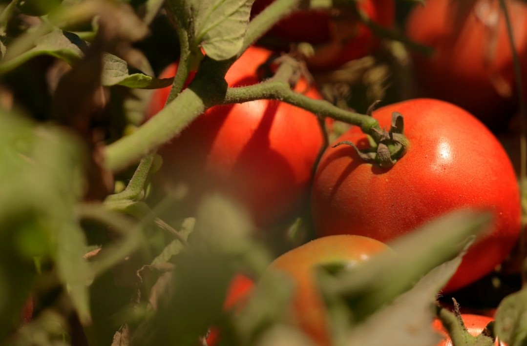 En España, el buen tiempo registrado en enero ayudó a la cosecha de tomate • Yeastfruit