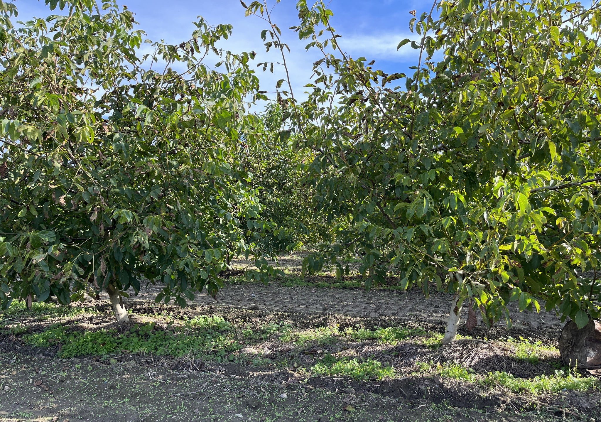 20 of nut orchards in Ukraine will be organic by 2030 forecast