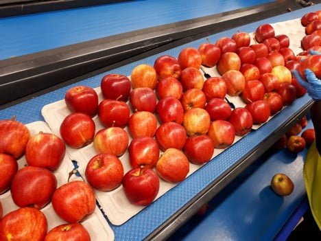 Niska produkcja jabłek w Polsce opóźnia możliwości zdobycia nowych rynków • Drożdże