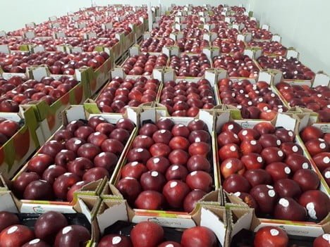 Polskie firmy zwiększają eksport jabłek do krajów Ameryki Południowej.  • EastFruit