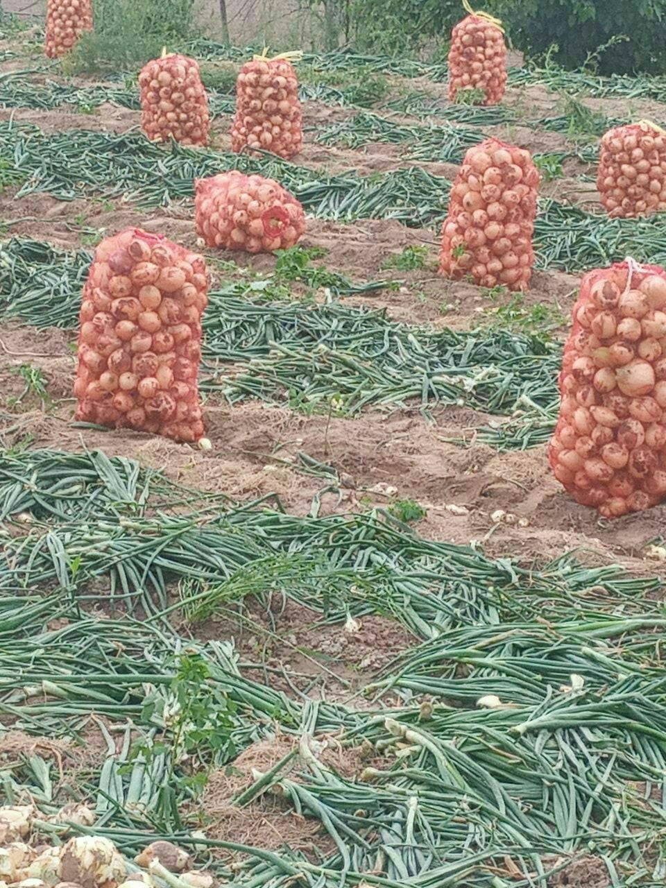 Harvesting of a new onion crop has begun in Uzbekistan: when will ...