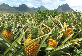 Know Your Produce Commodity  Pineapple Market & Industry Summary