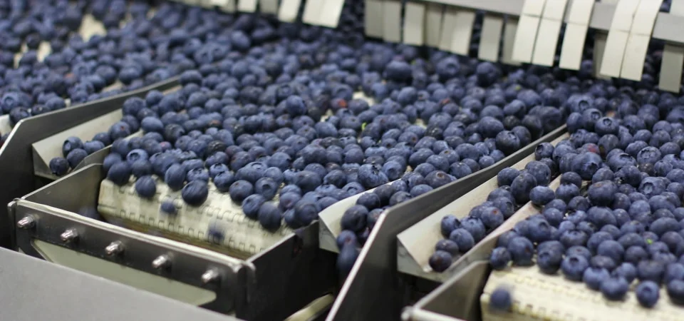 Zimbabwe's blueberry producers eye Chinese market • EastFruit