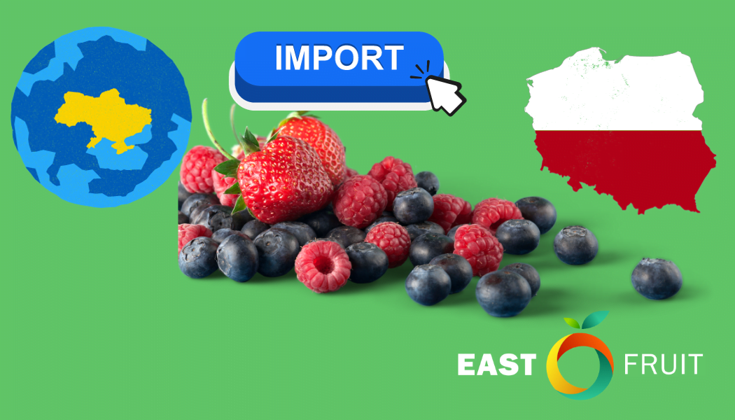 Polska zwiększa import jagód szybciej niż jakikolwiek inny kraj na świecie dzięki eksportowi z Ukrainy • Drożdże