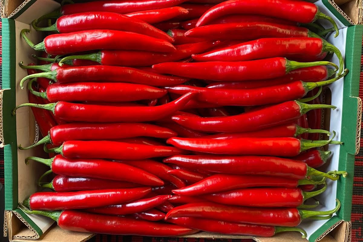 Egyptian chili peppers to rise in price by 30 this season forecast