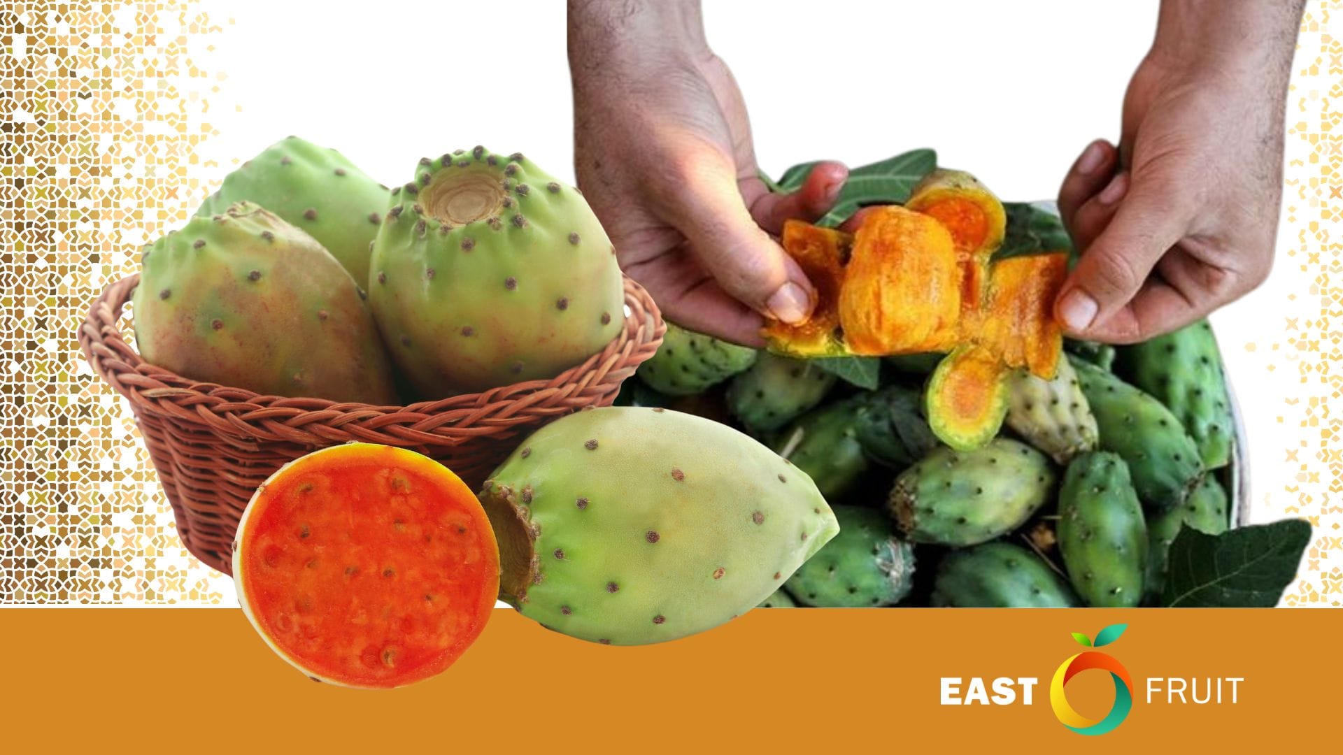 Prickly Pear of Morocco: A Resilient Superfruit with Valuable Flowers and  Powerful Health Benefits  EastFruit