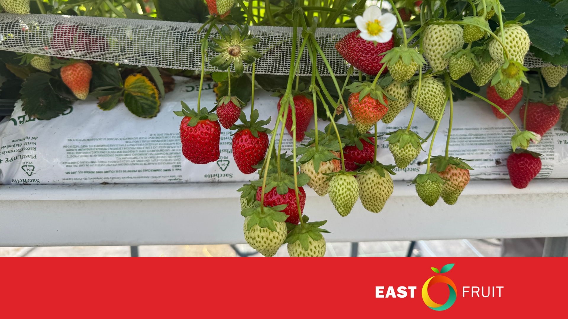 Italian Expertise for Ukrainian Berry Growers: How VIVAI MAZZONI Turns Science into Yield and Sustainability • EastFruit
